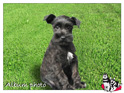 Schnauzer miniature