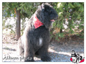 Bouvier des flandres