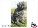 Bouvier des flandres