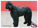 Bouvier des flandres